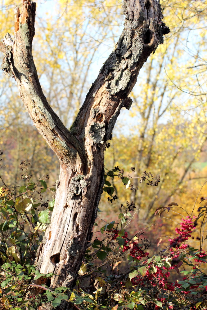 Lokation: Deutschland | Saarland | Neunkirchen/Saar | Wiebelskirchen Kategorien: Naturgarten, Datum: 04.11.2015