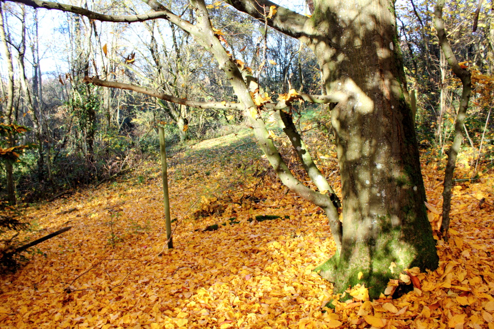 Lokation: Deutschland | Saarland | Neunkirchen/Saar | Wiebelskirchen Kategorien: Baum, Herbst, Datum: 04.11.2015