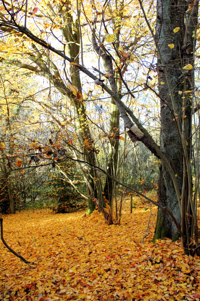Lokation: Deutschland | Saarland | Neunkirchen/Saar | Wiebelskirchen Kategorien: Herbst, Datum: 04.11.2015