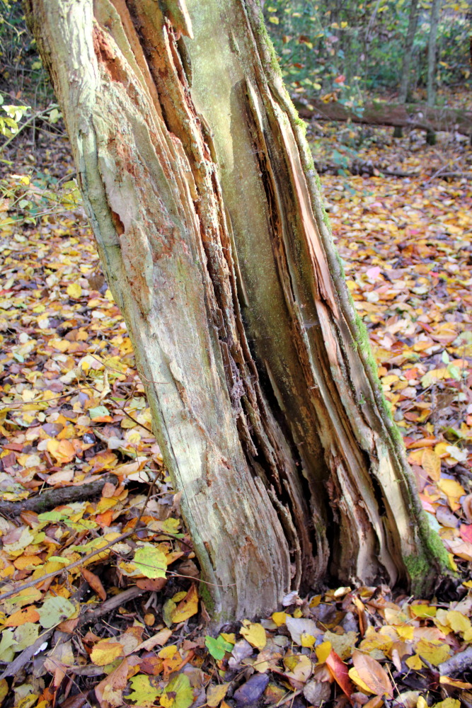 Lokation: Deutschland | Saarland | Neunkirchen/Saar | Wiebelskirchen Kategorien: Herbst, Naturgarten, Datum: 04.11.2015