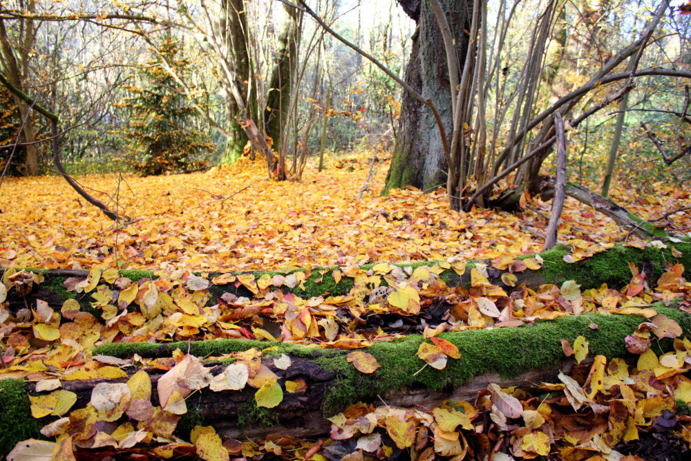 Lokation: Deutschland | Saarland | Neunkirchen/Saar | Wiebelskirchen Kategorien: Herbst, Datum: 04.11.2015