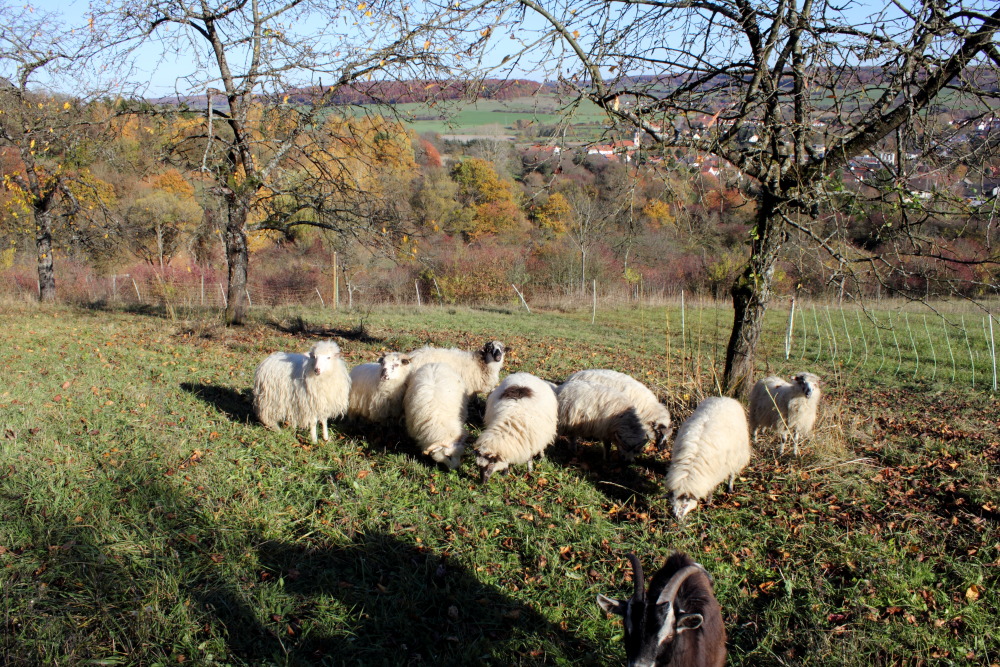 Lokation: Deutschland | Saarland | Gersheim | Gersheim Kategorien: Beweidung, Datum: 05.11.2015