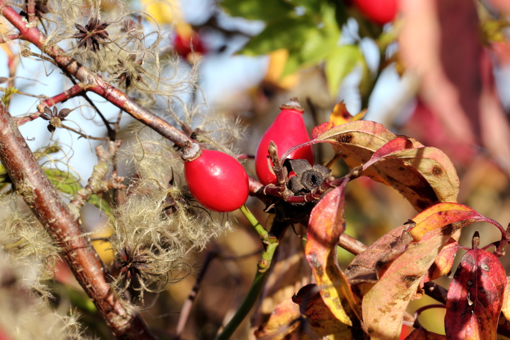 Lokation: Deutschland | Saarland | Gersheim | Gersheim Kategorien: Früchte, Datum: 05.11.2015