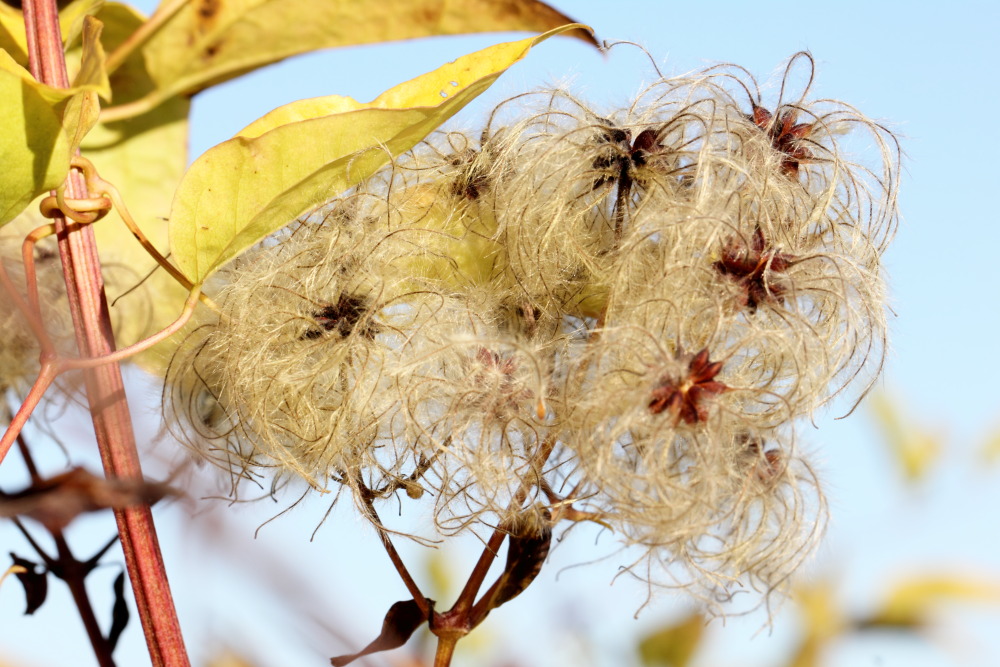 Lokation: Deutschland | Saarland | Gersheim | Gersheim Kategorien: Samen, Datum: 05.11.2015