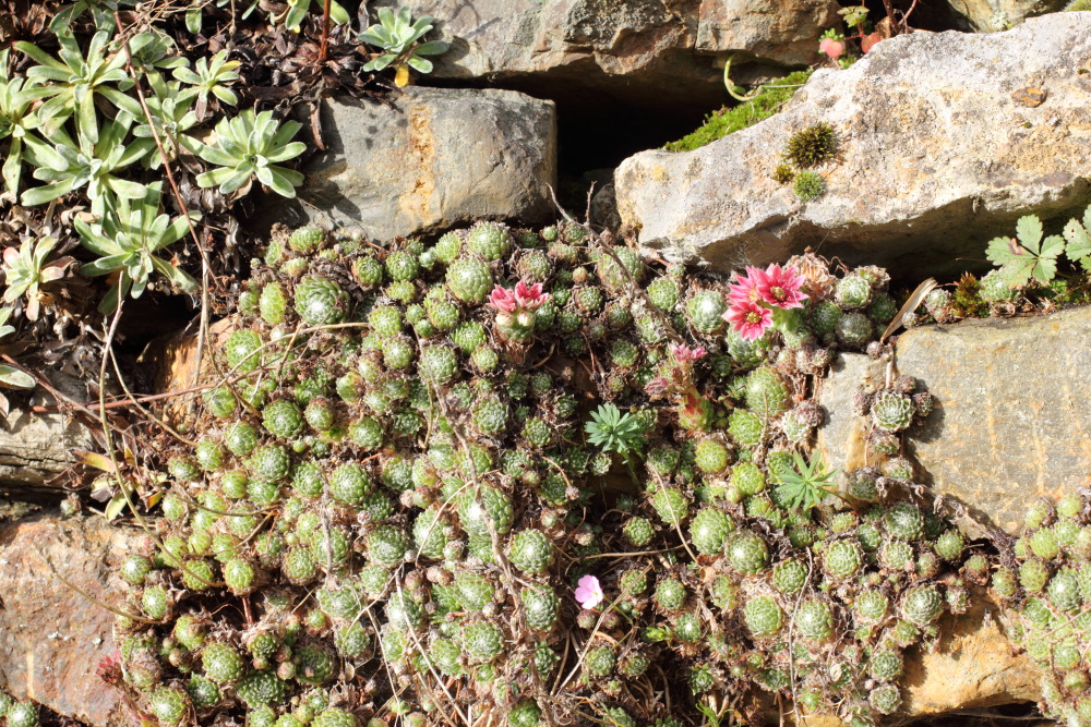 Lokation: Deutschland | Nordrhein-Westfalen | Hürtgenwald | Germeter Kategorien: Naturgarten, Datum: 15.11.2015