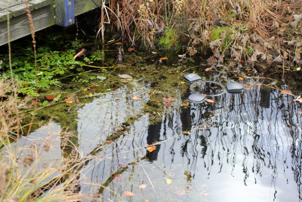 Lokation: Deutschland | Nordrhein-Westfalen | Hürtgenwald | Germeter Kategorien: Naturgarten, Datum: 15.11.2015