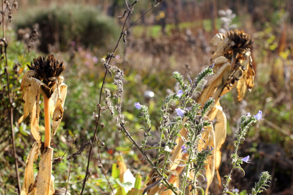 Lokation: Deutschland | Nordrhein-Westfalen | Hürtgenwald | Germeter Kategorien: Naturgarten, Datum: 15.11.2015