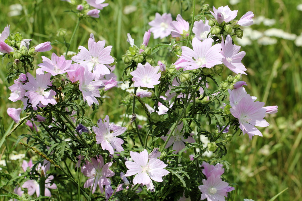 Lokation: Österreich | Kärnten | Gottesbichl | Nessendorf Kategorien: Habitus, Datum: 06.07.2015