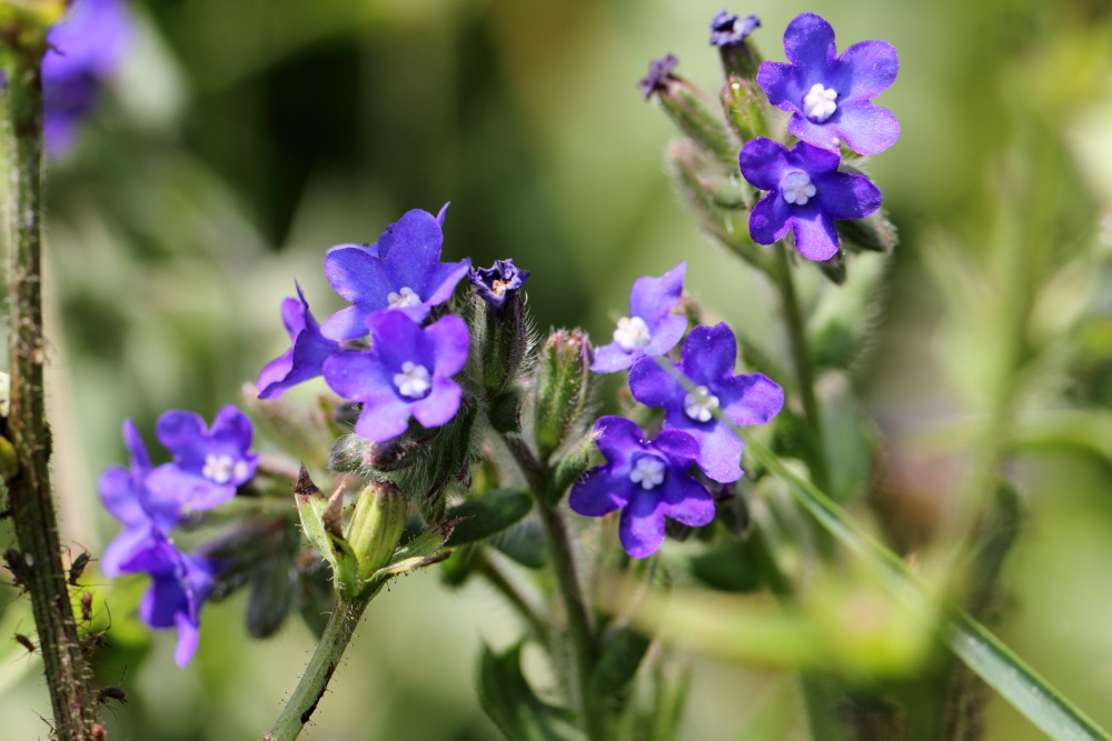 Lokation: Österreich | Kärnten | Gottesbichl | Nessendorf Kategorien: Blüte, Datum: 06.07.2015