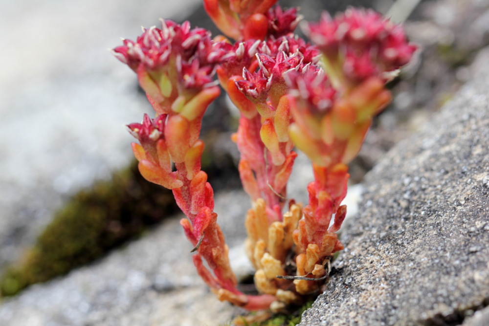 Lokation: Österreich | Tirol | Winkl | Winkl Kategorien: Habitus, Datum: 07.07.2015