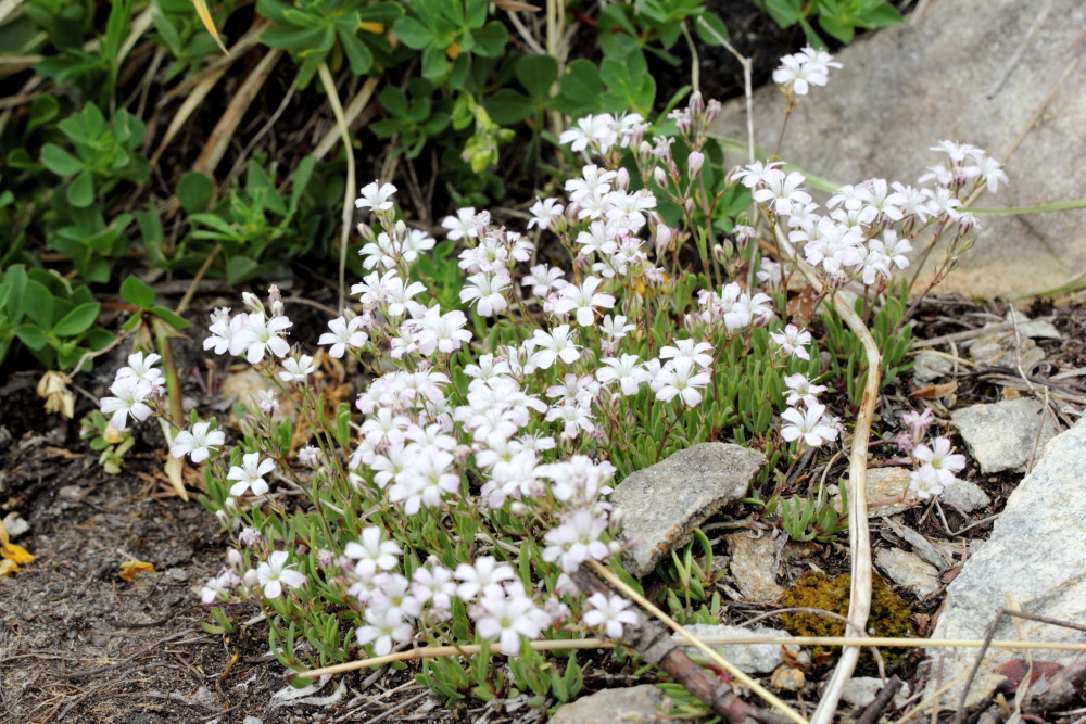 Lokation: Österreich | Tirol | Winkl | Winkl Kategorien: Habitus, Datum: 07.07.2015
