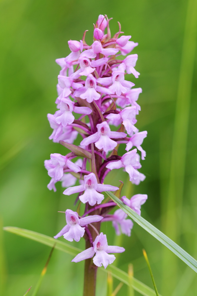 Lokation: Österreich | Tirol | Winkl | Winkl Kategorien: Blüte, Datum: 07.07.2015