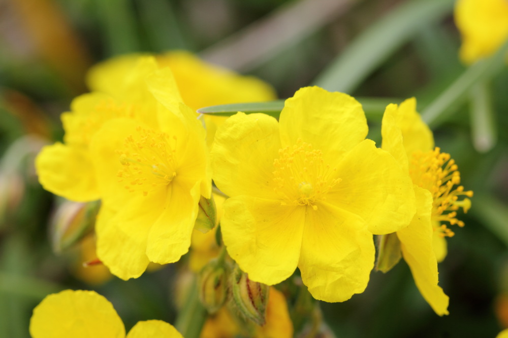 Helianthemum grandiflorum(Großblütiges Sonnenröschen), Lokation: Österreich | Tirol | Winkl | Winkl Kategorien: Blüte, Familie: Cistaceae (Cistrosengewächse ), Datum: 07.07.2015