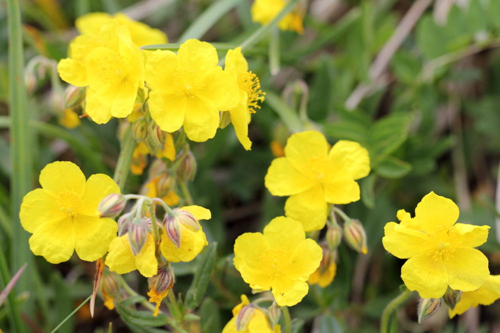 Helianthemum grandiflorum(Großblütiges Sonnenröschen), Lokation: Österreich | Tirol | Winkl | Winkl Kategorien: Blüte, Familie: Cistaceae (Cistrosengewächse ), Datum: 07.07.2015