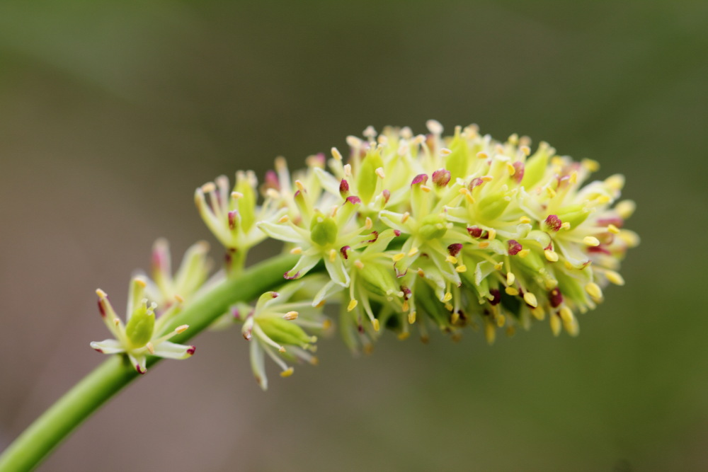 Lokation: Österreich | Tirol | Winkl | Winkl Kategorien: Blüte, Datum: 07.07.2015