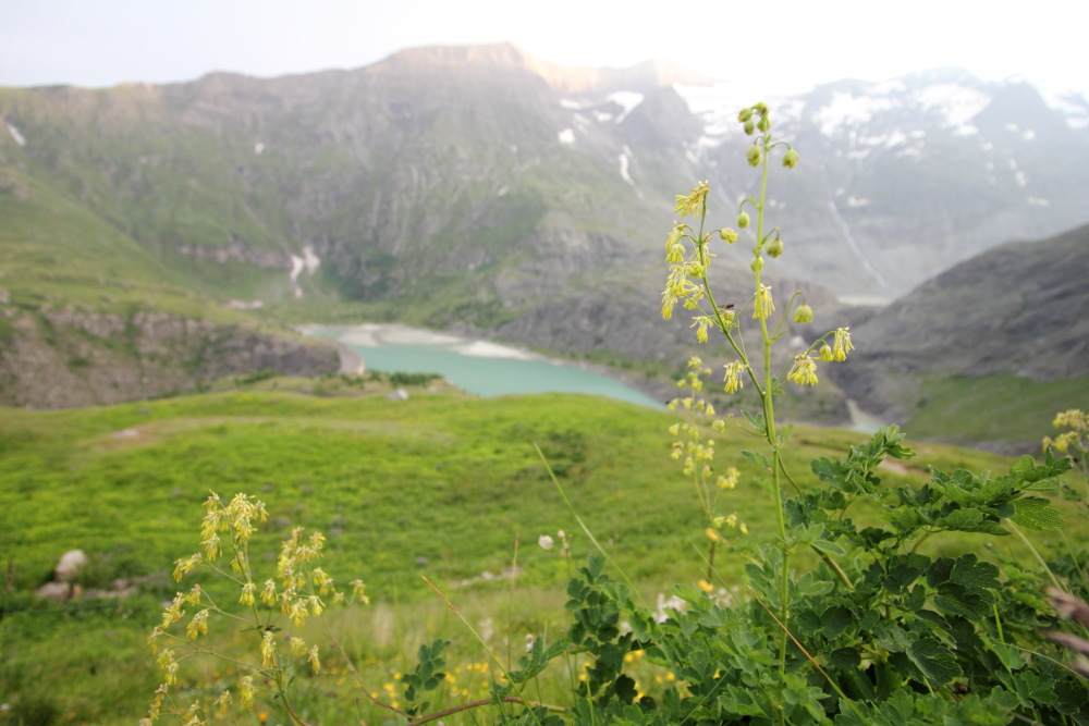 Lokation: Österreich | Tirol | Winkl | Winkl Kategorien: Habitus, Berge, Datum: 07.07.2015