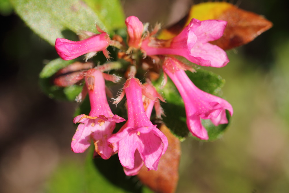 Rhododenron hirsutum (Bewimperte Alpenrose), Lokation: Österreich | Kärnten | Strugarjach-Strugarje | Sapotnica Kategorien: Blüte, Familie: Ericaceae (Heidekrautgewächse ), Datum: 09.07.2015