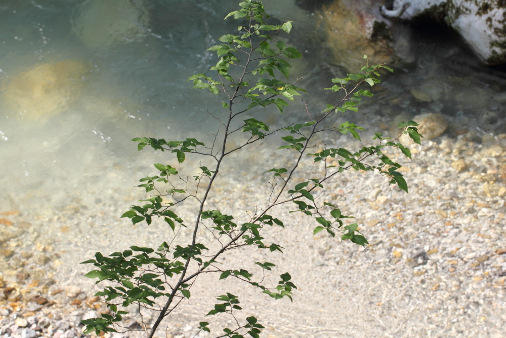 Lokation: Österreich | Kärnten | Strugarjach-Strugarje | Sapotnica Kategorien: Bach, Datum: 09.07.2015