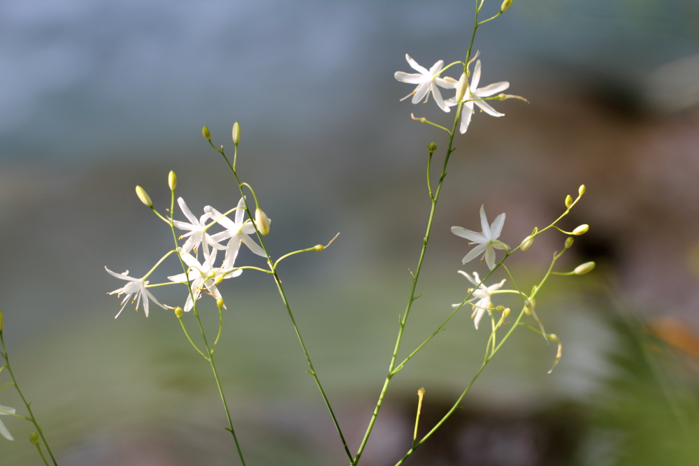 Lokation: Österreich | Kärnten | Strugarjach-Strugarje | Sapotnica Kategorien: Blüte, Datum: 09.07.2015