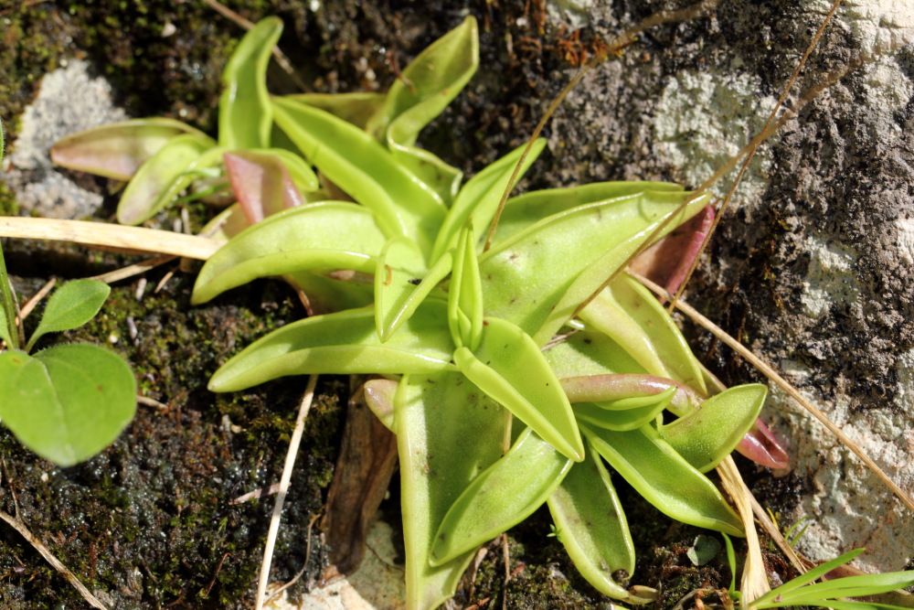 Pinguicula (Fettkraut), Lokation: Österreich | Kärnten | Strugarjach-Strugarje | Sapotnica Kategorien: Habitus, Familie: Lentibulariaceae (Wasserschlauchgewächse), Datum: 09.07.2015