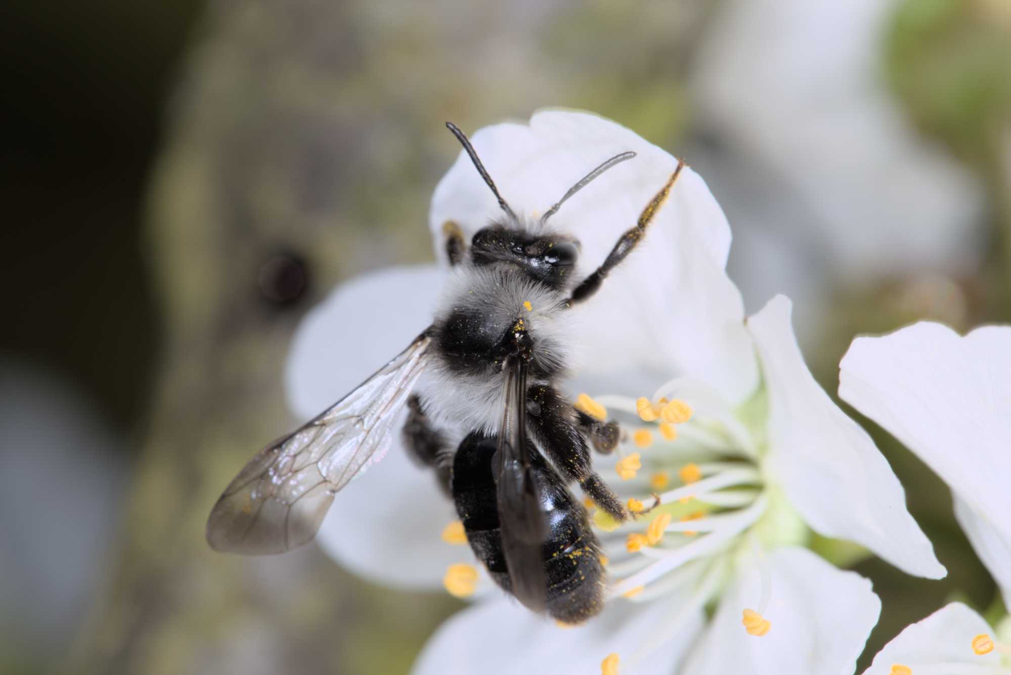 Lokation: Deutschland | Nordrhein-Westfalen | Rheinisch-Bergischer Kreis | Bergisch Gladbach Kategorien: Bienen, Datum: 11.04.2016