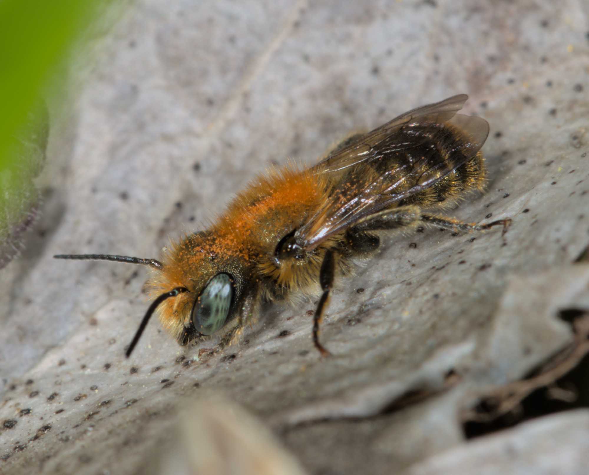 Blaugrüne Mauerbiene (Osmia caerulescens), Lokation: Deutschland | Nordrhein-Westfalen | Rheinisch-Bergischer Kreis | Bergisch Gladbach Kategorien: Bienen, Familie: Megachilidae (Bauchsammlerbienen), Datum: 11.04.2016