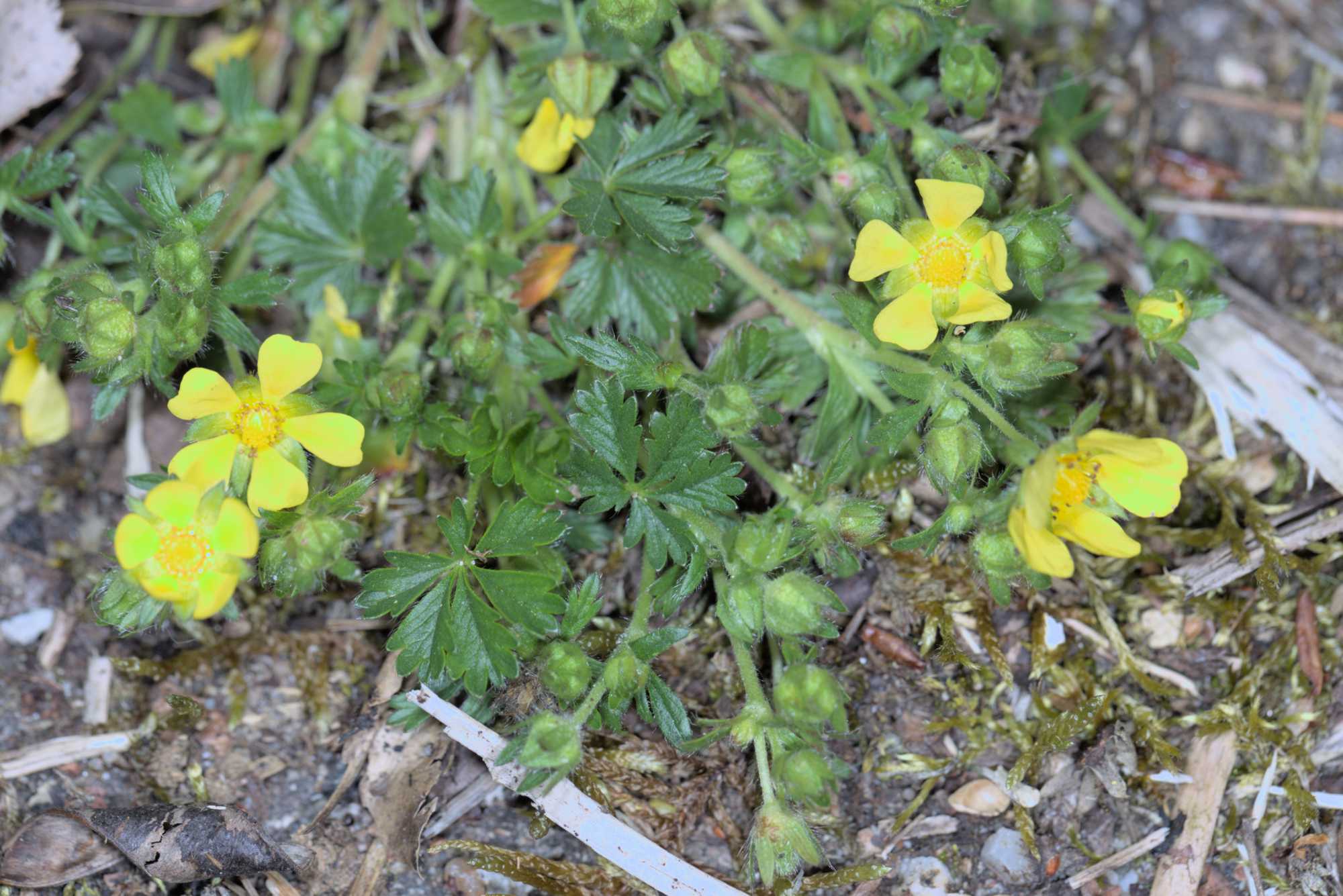Frühlings-Fingerkraut (Potentilla verna), Lokation: Deutschland | Nordrhein-Westfalen | Köln | Mühlheim Kategorien: Habitus, Datum: 16.04.2016