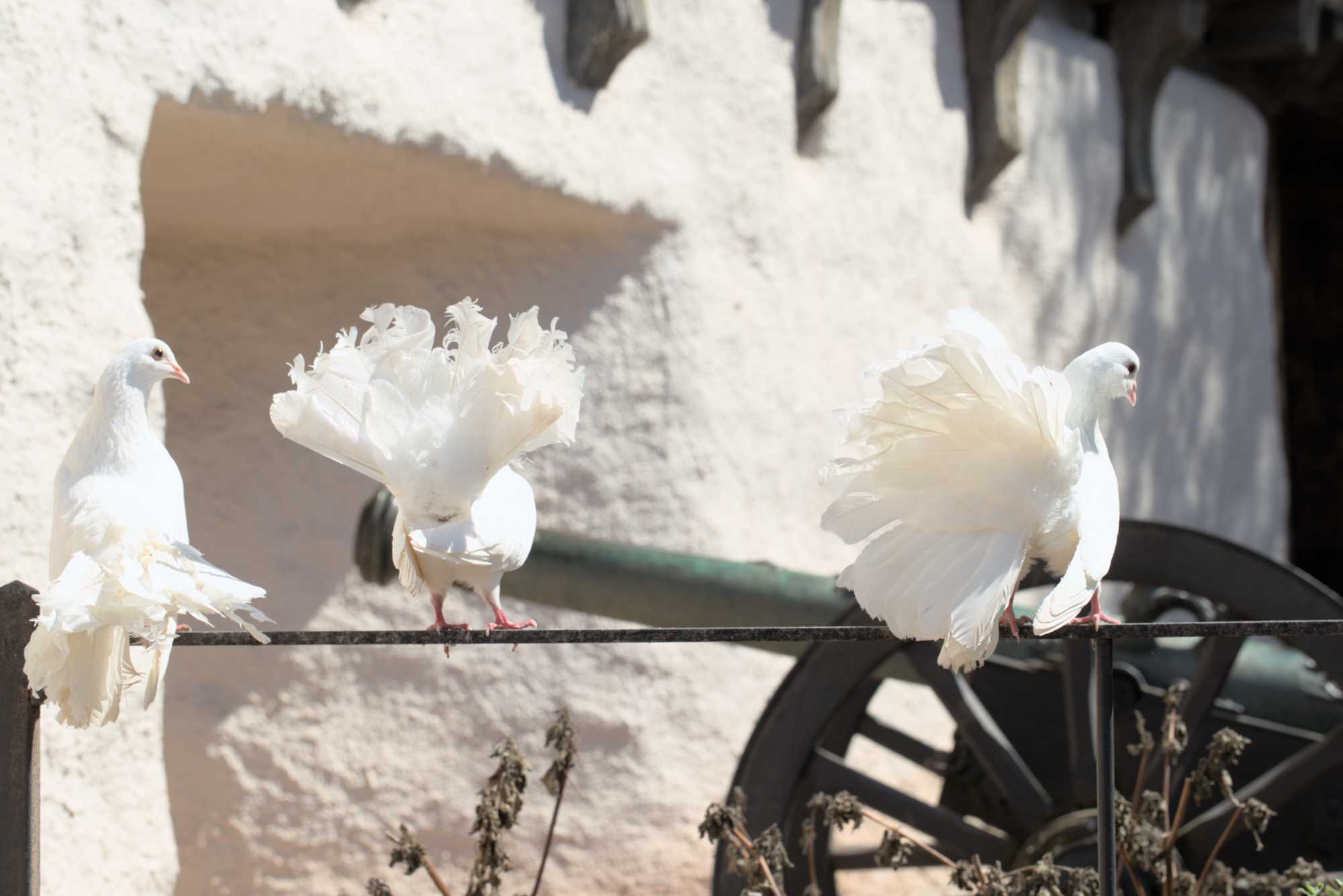 Lokation: Deutschland | Thüringen | Wartburgkreis | Eisenach Kategorien: Vögel, Burg, Datum: 07.05.2016