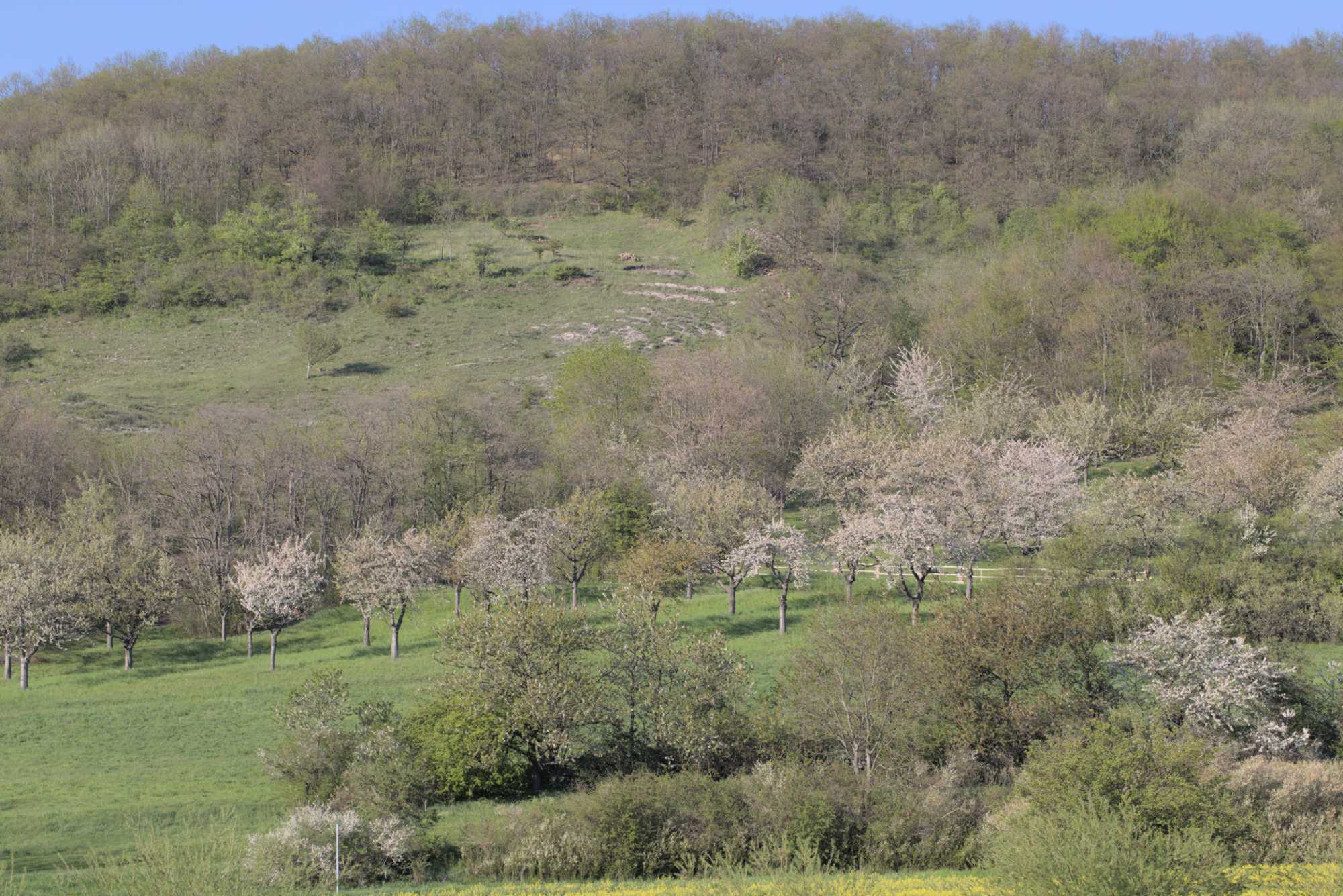 Lokation: Deutschland | Thüringen | Landkreis Gotha | Drei Gleichen Kategorien: Landschaft, Datum: 07.05.2016