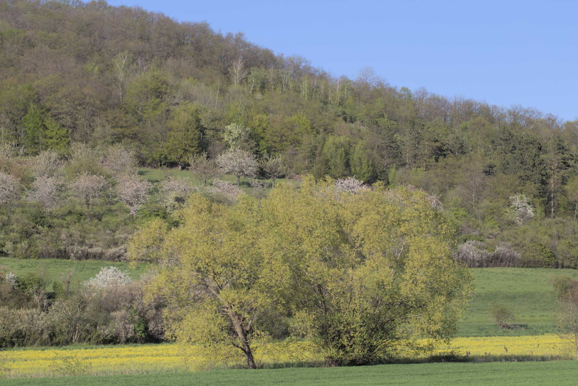 Lokation: Deutschland | Thüringen | Landkreis Gotha | Drei Gleichen Kategorien: Landschaft, Datum: 07.05.2016