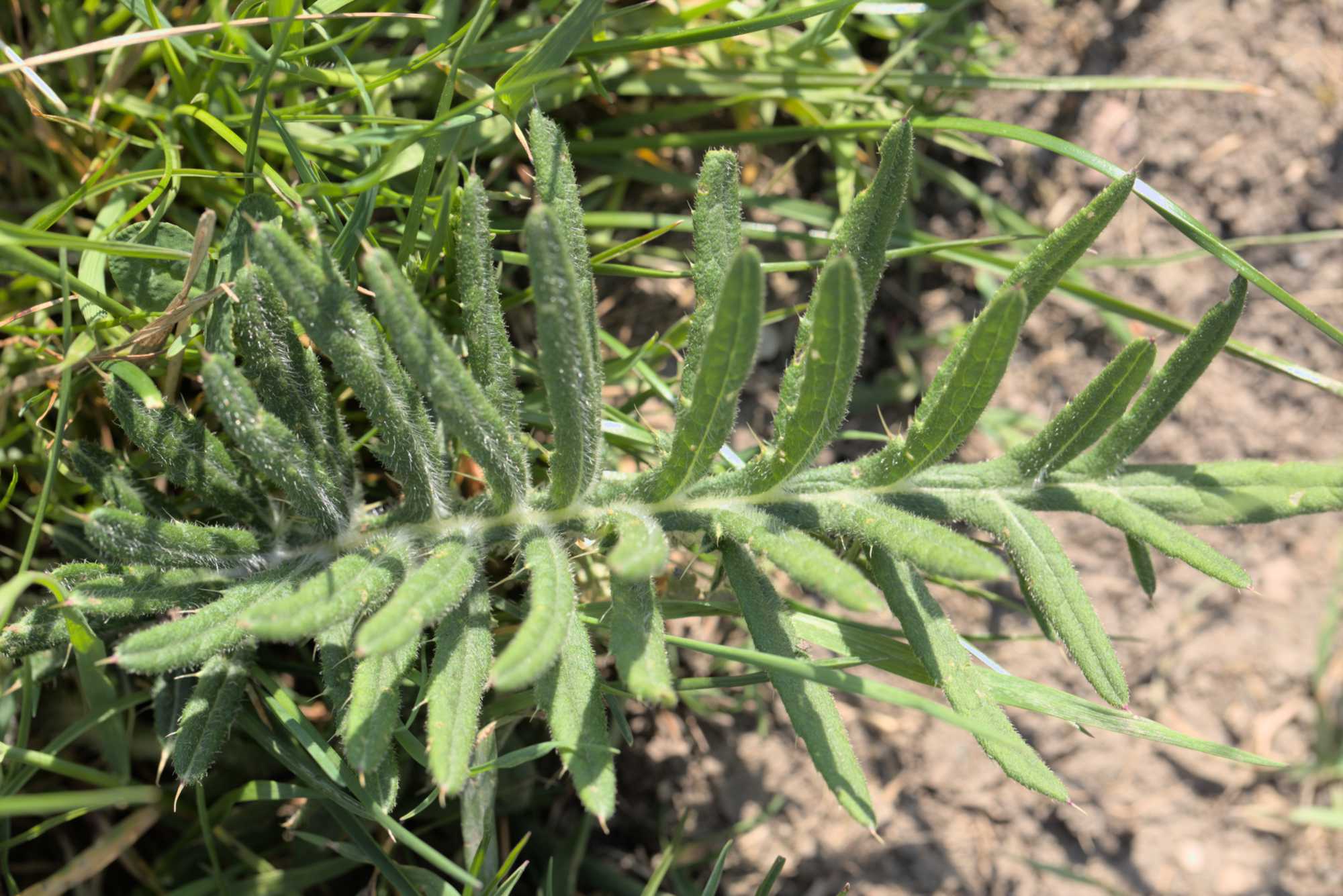 Lokation: Deutschland | Thüringen | Ilm-Kreis | Amt Wachsenburg Kategorien: Habitus, Datum: 07.05.2016