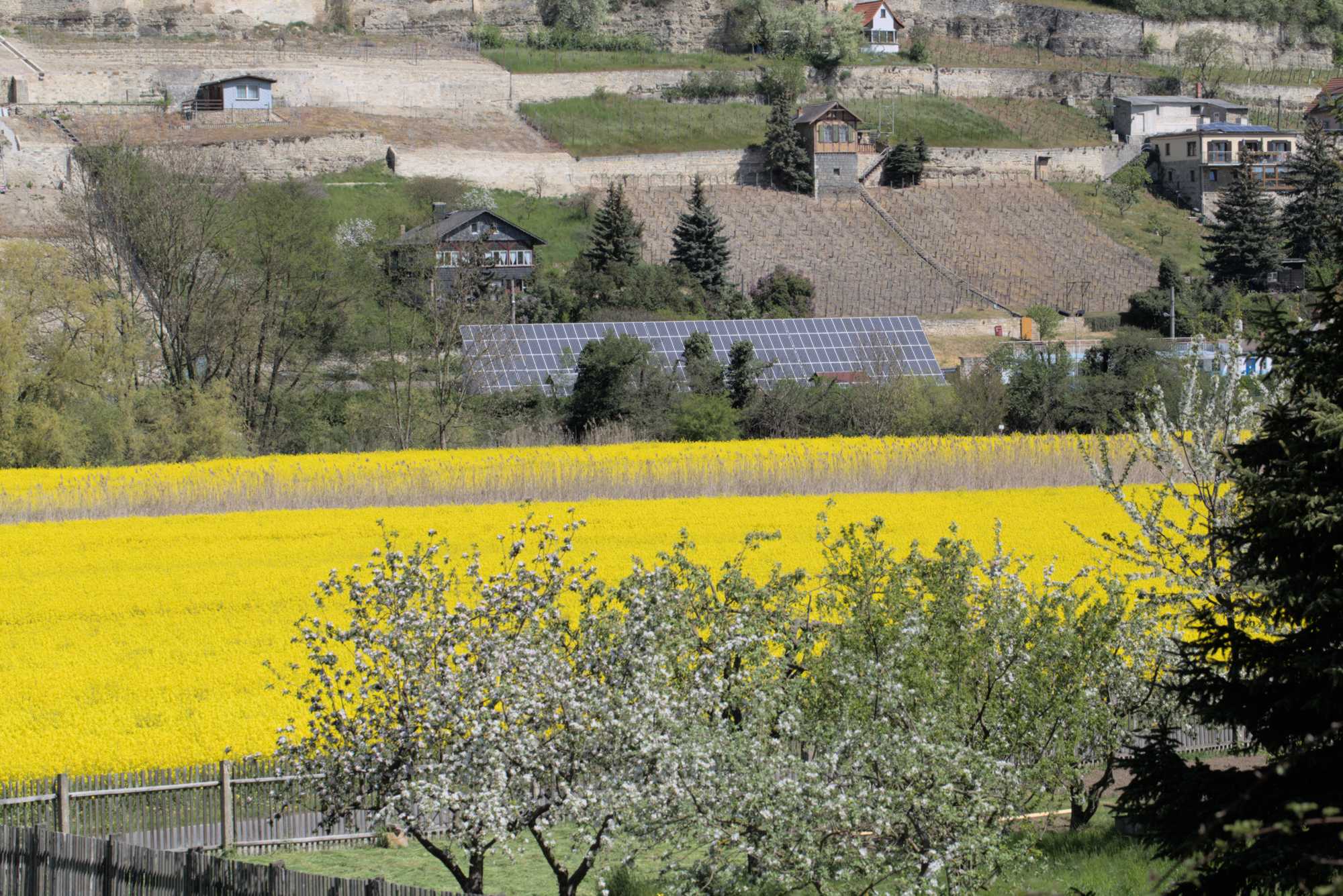 Lokation: Deutschland | Sachsen-Anhalt | Burgenlandkreis | Unstruttal Kategorien: Landwirtschaft, Datum: 08.05.2016