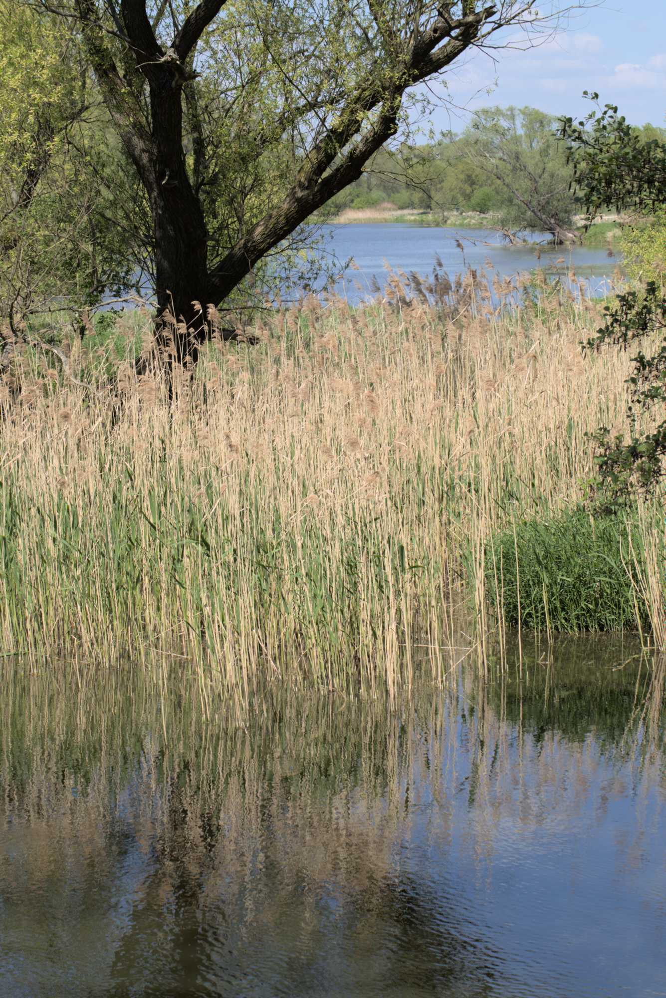 Lokation: Deutschland | Sachsen | Eilenburg-West | Jesewitz Kategorien: Altarm, Datum: 08.05.2016