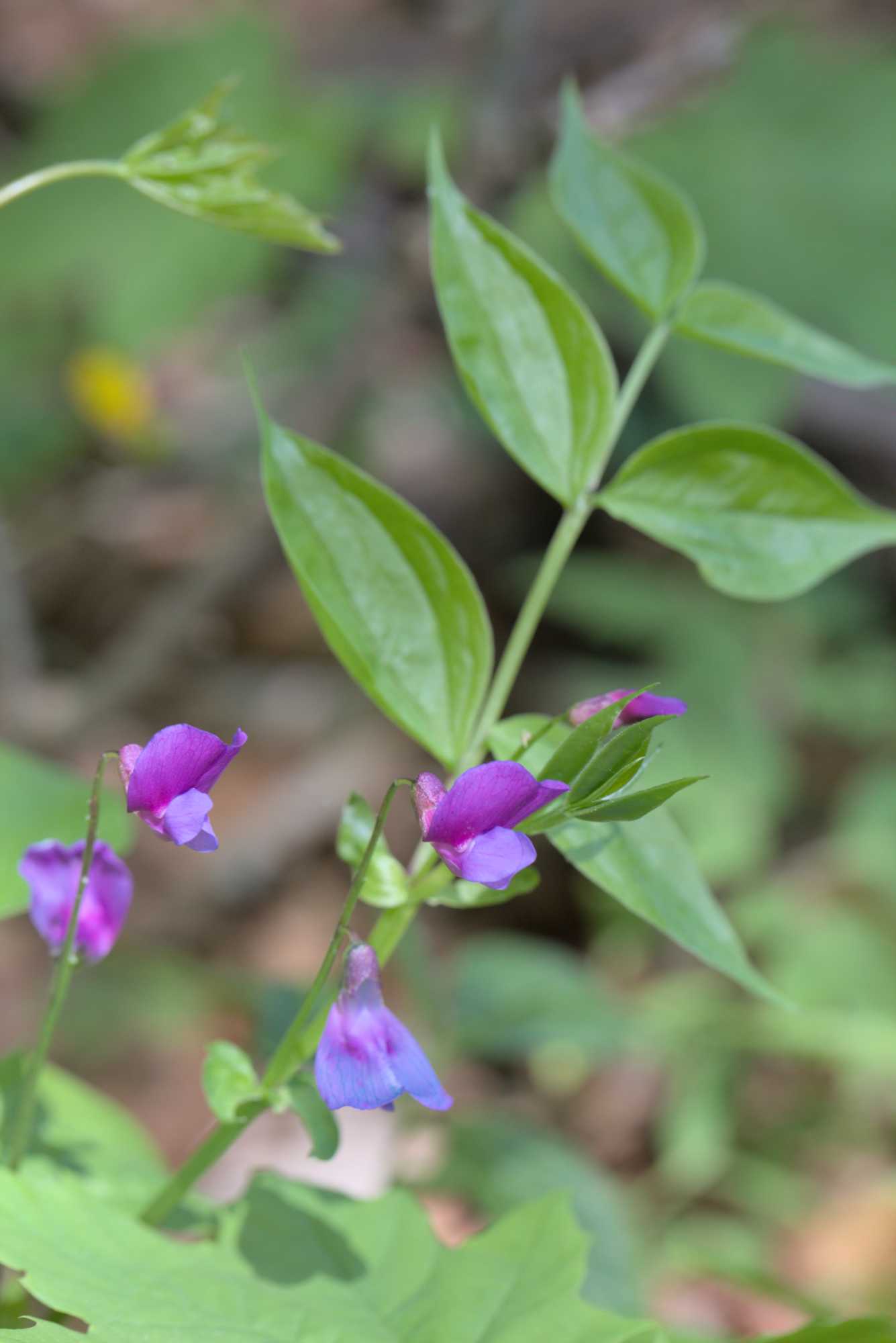 Fühlings-Platterbse (Lathyrus vernus), Lokation: Deutschland | Thüringen | Wartburgkreis | Hörselberg-Hainich Kategorien: Habitus, Datum: 09.05.2016