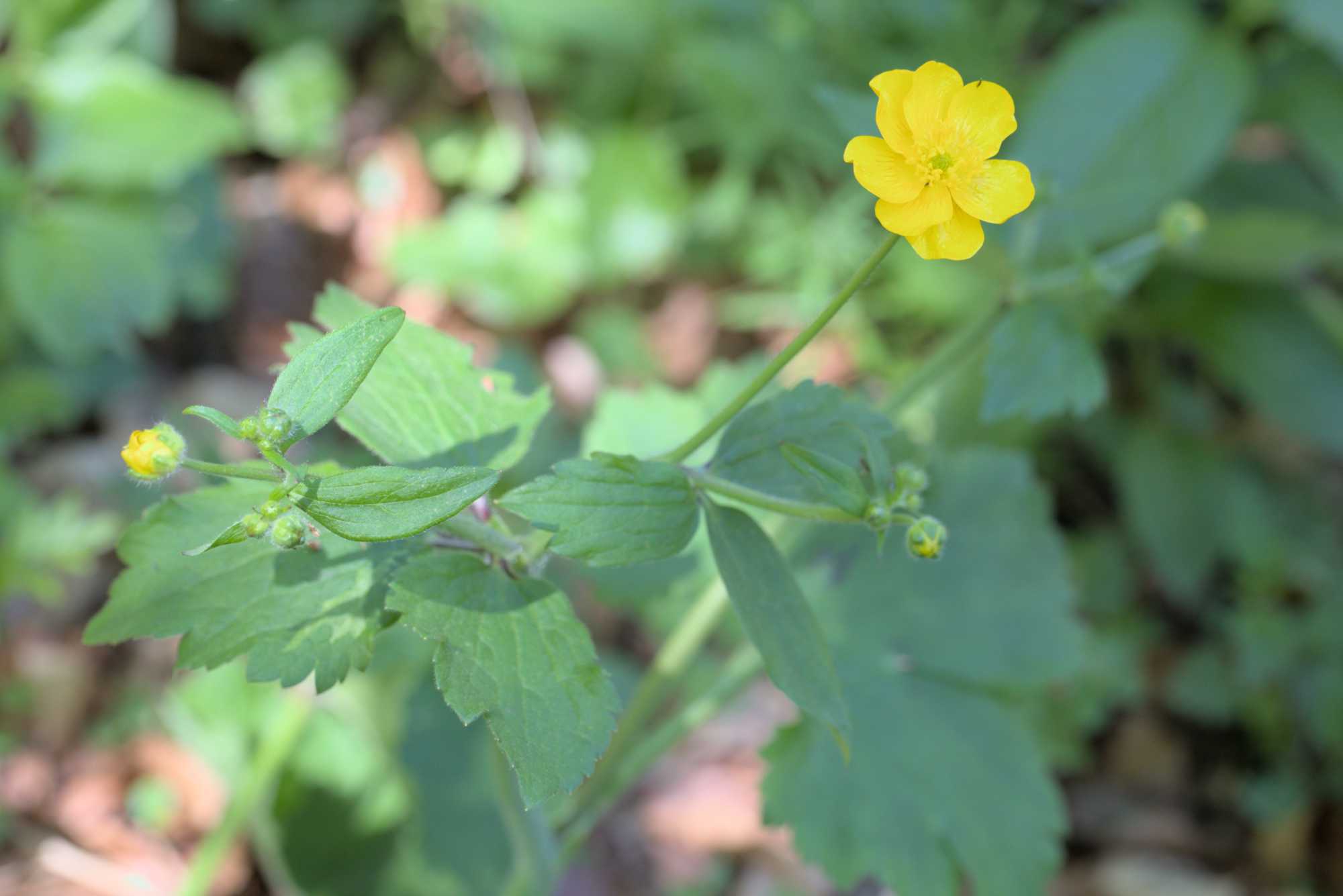 Wolliger Hahnenfuß (Ranunculus lanuginosus), Lokation: Deutschland | Thüringen | Wartburgkreis | Hörselberg-Hainich Kategorien: Habitus, Datum: 09.05.2016