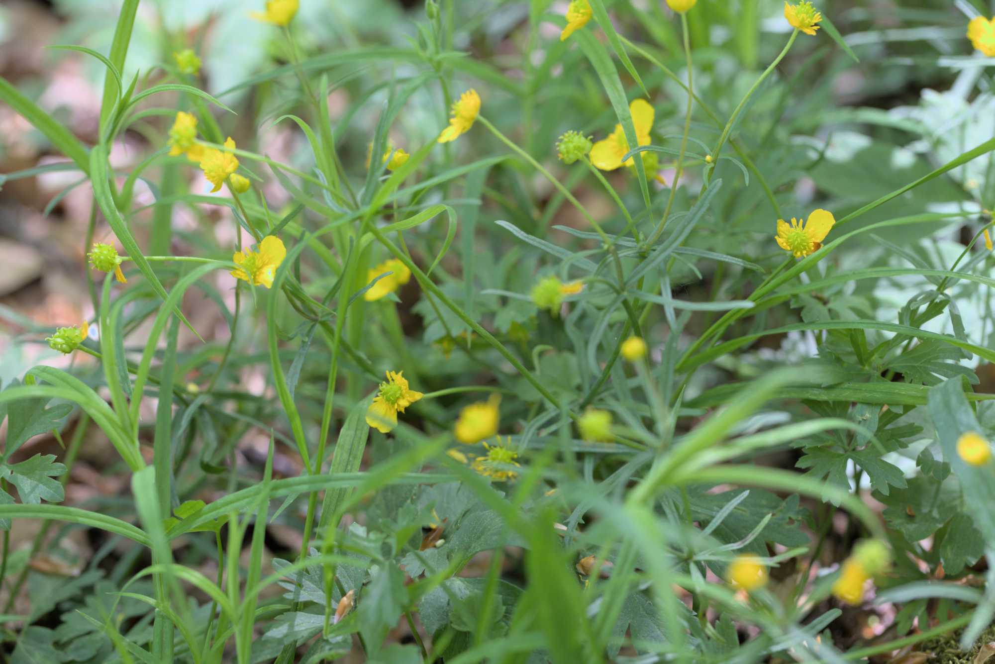 Gold-Hahnenfuß (Ranunculus auricomus agg.), Lokation: Deutschland | Thüringen | Wartburgkreis | Hörselberg-Hainich Kategorien: Habitus, Datum: 09.05.2016
