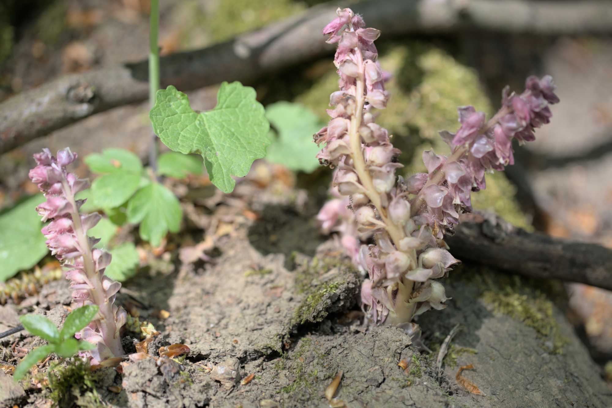Schuppenwurz (Lathraea squamaria), Lokation: Deutschland | Thüringen | Wartburgkreis | Hörselberg-Hainich Kategorien: Habitus, Datum: 09.05.2016