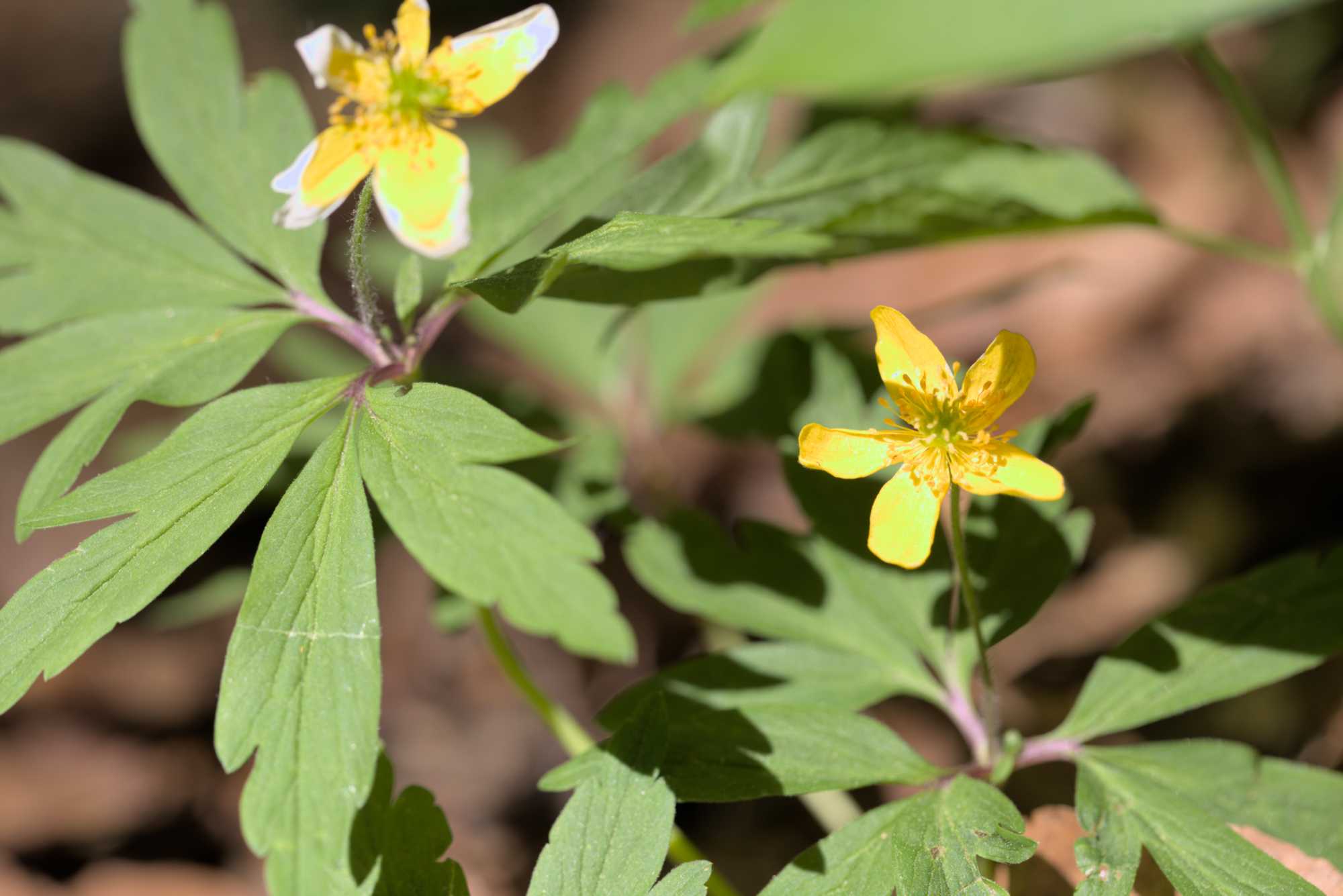 Gelbes Windröschen (Anemone ranunculoides), Lokation: Deutschland | Thüringen | Wartburgkreis | Hörselberg-Hainich Kategorien: Habitus, Datum: 09.05.2016