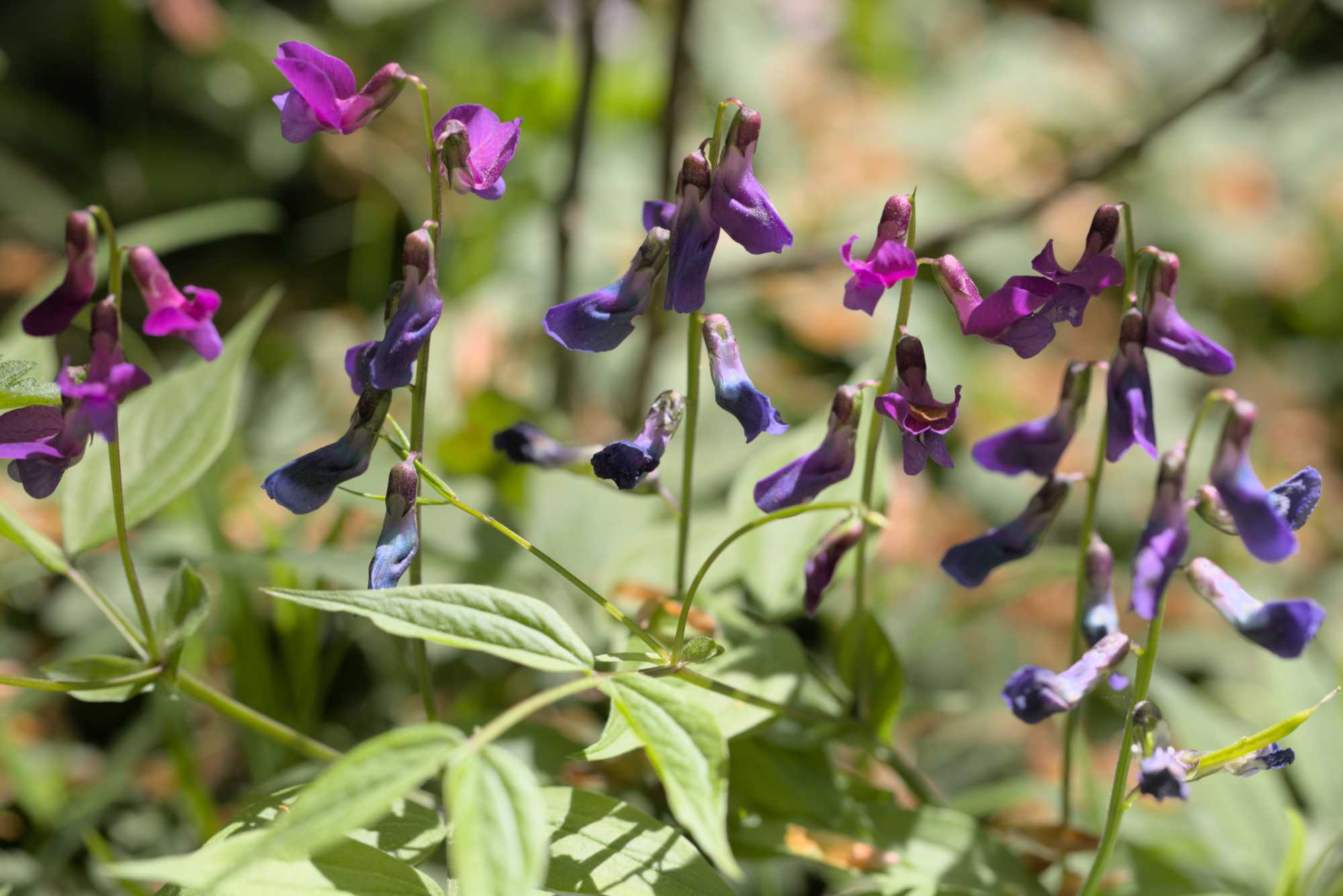 Fühlings-Platterbse (Lathyrus vernus), Lokation: Deutschland | Thüringen | Wartburgkreis | Hörselberg-Hainich Kategorien: Habitus, Datum: 09.05.2016