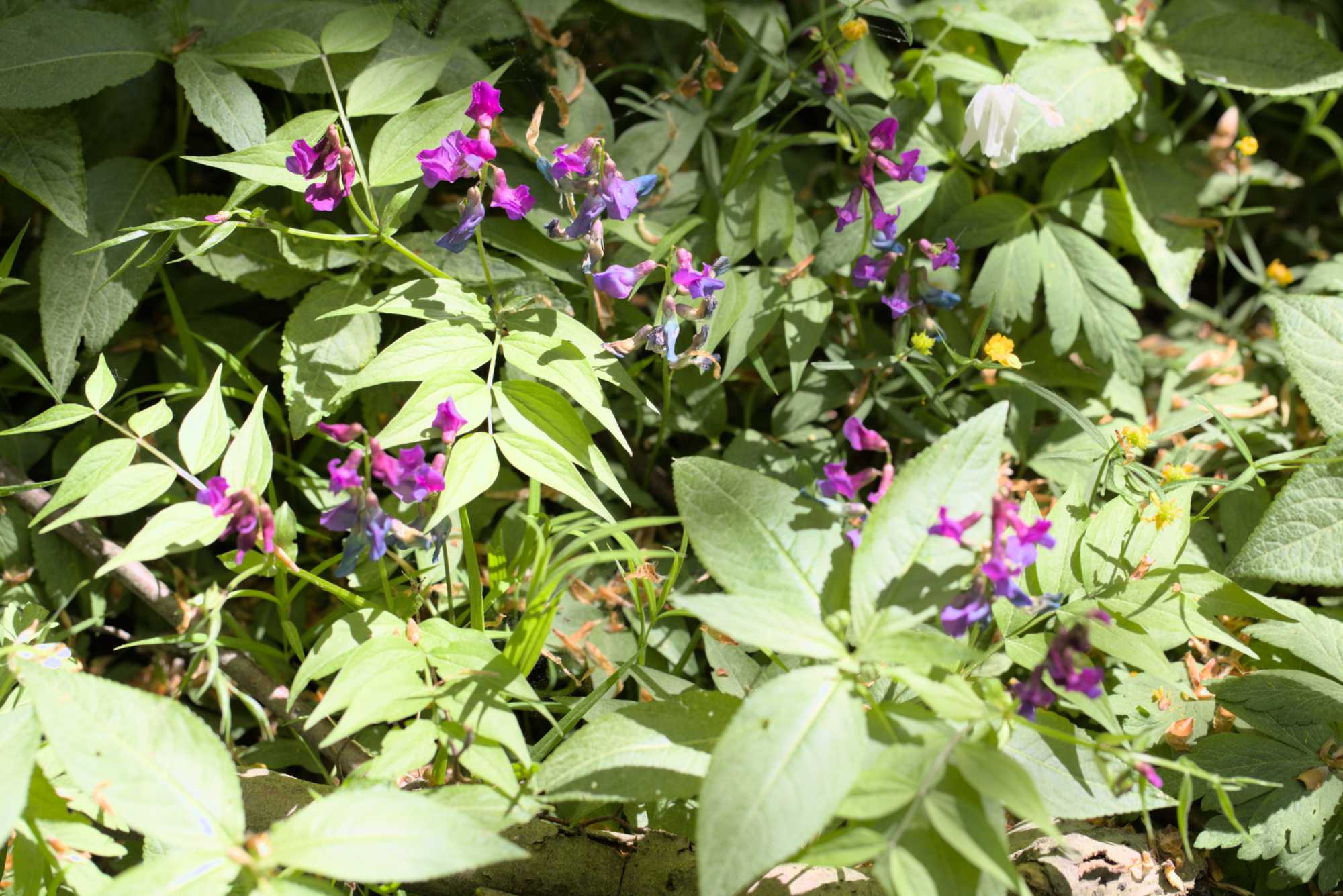 Fühlings-Platterbse (Lathyrus vernus), Lokation: Deutschland | Thüringen | Wartburgkreis | Hörselberg-Hainich Kategorien: Habitus, Datum: 09.05.2016