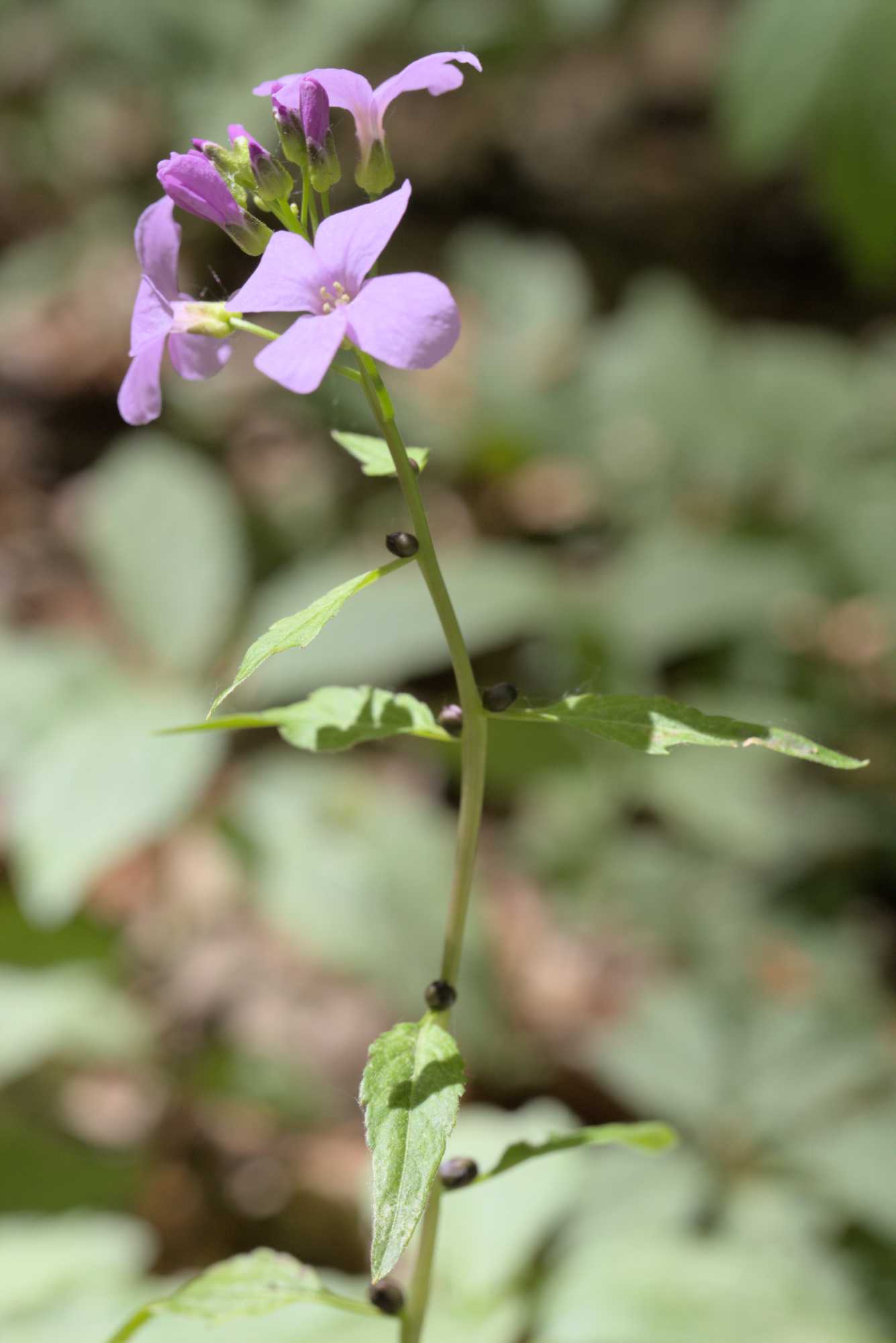 Zwiebeltragende Zahnwurz (Dentaria bulbifera), Lokation: Deutschland | Thüringen | Wartburgkreis | Hörselberg-Hainich Kategorien: Habitus, Datum: 09.05.2016