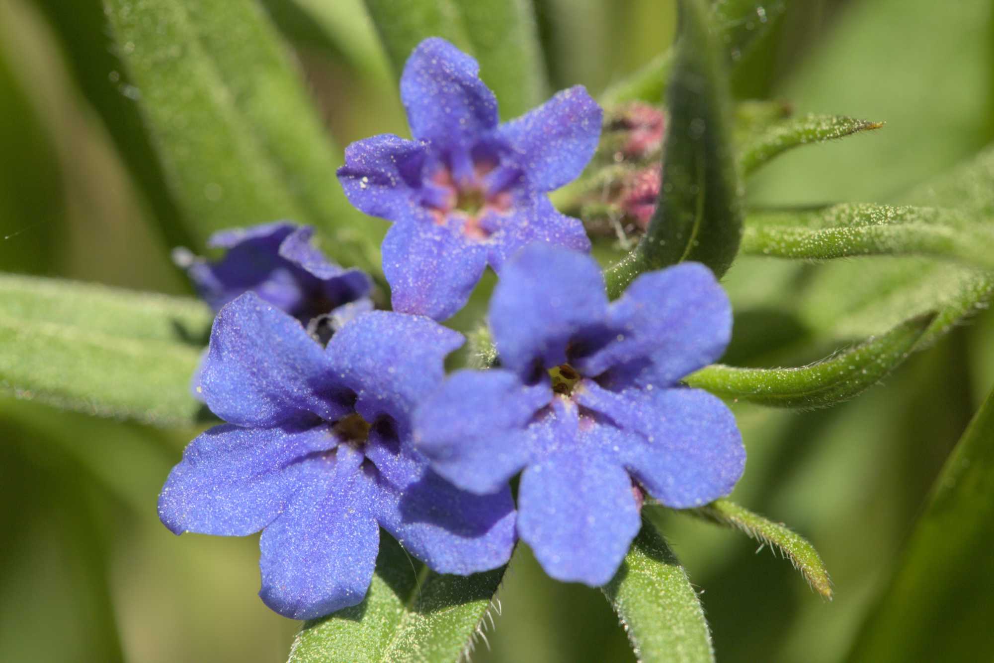 Blaurote Steinsame (Aegonychon purpurocaeruleum), Lokation: Deutschland | Thüringen | Unstrut-Hainich-Kreis | Unstrut-Hainich Kategorien: Blüte, Datum: 09.05.2016