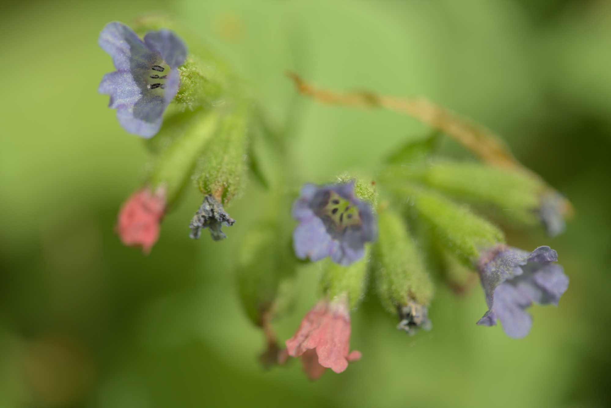 Lokation: Deutschland | Thüringen | Unstrut-Hainich-Kreis | Unstrut-Hainich Kategorien: Blüte, Datum: 09.05.2016