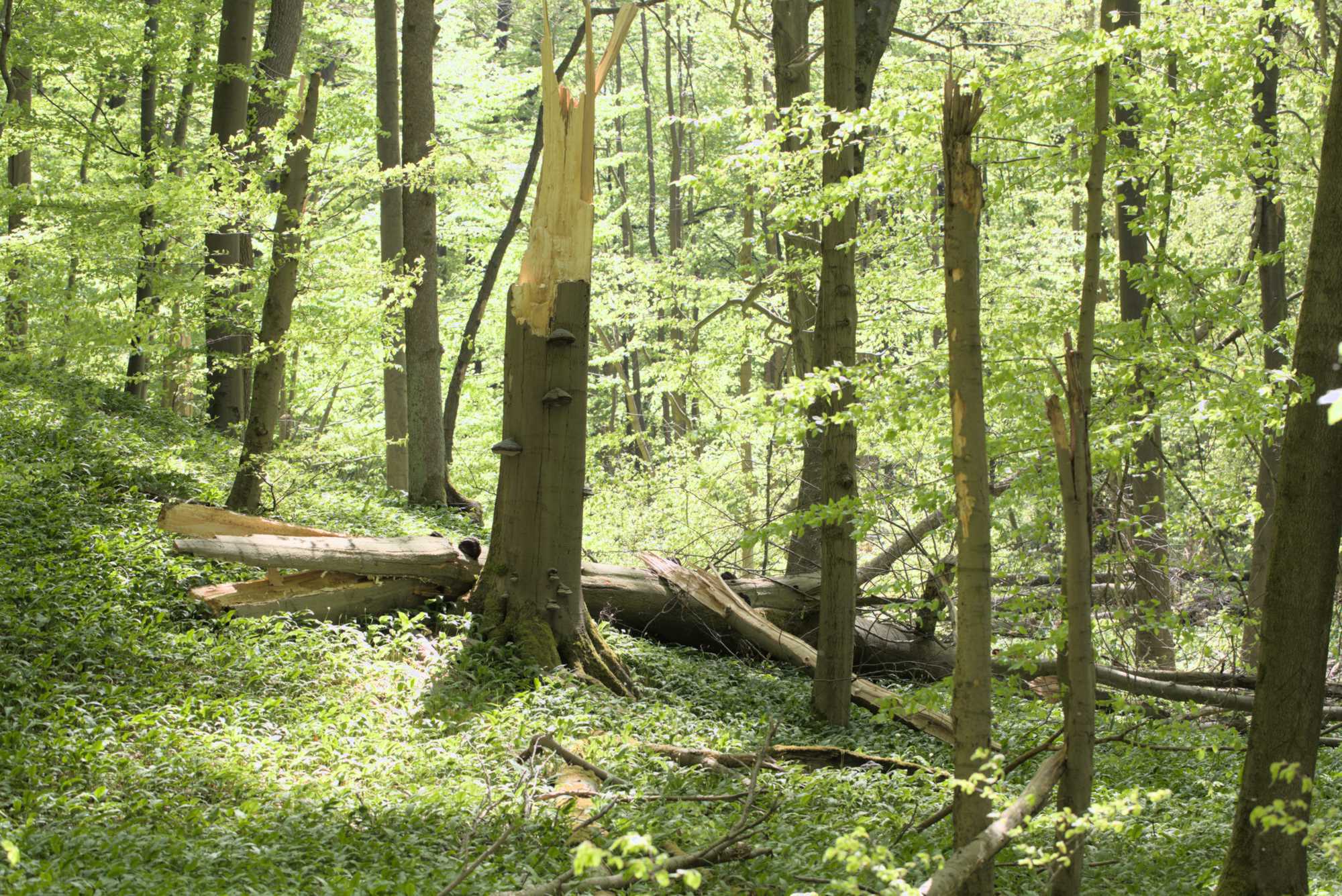 Lokation: Deutschland | Thüringen | Wartburgkreis | Hörselberg-Hainich Kategorien: Wald, Datum: 09.05.2016