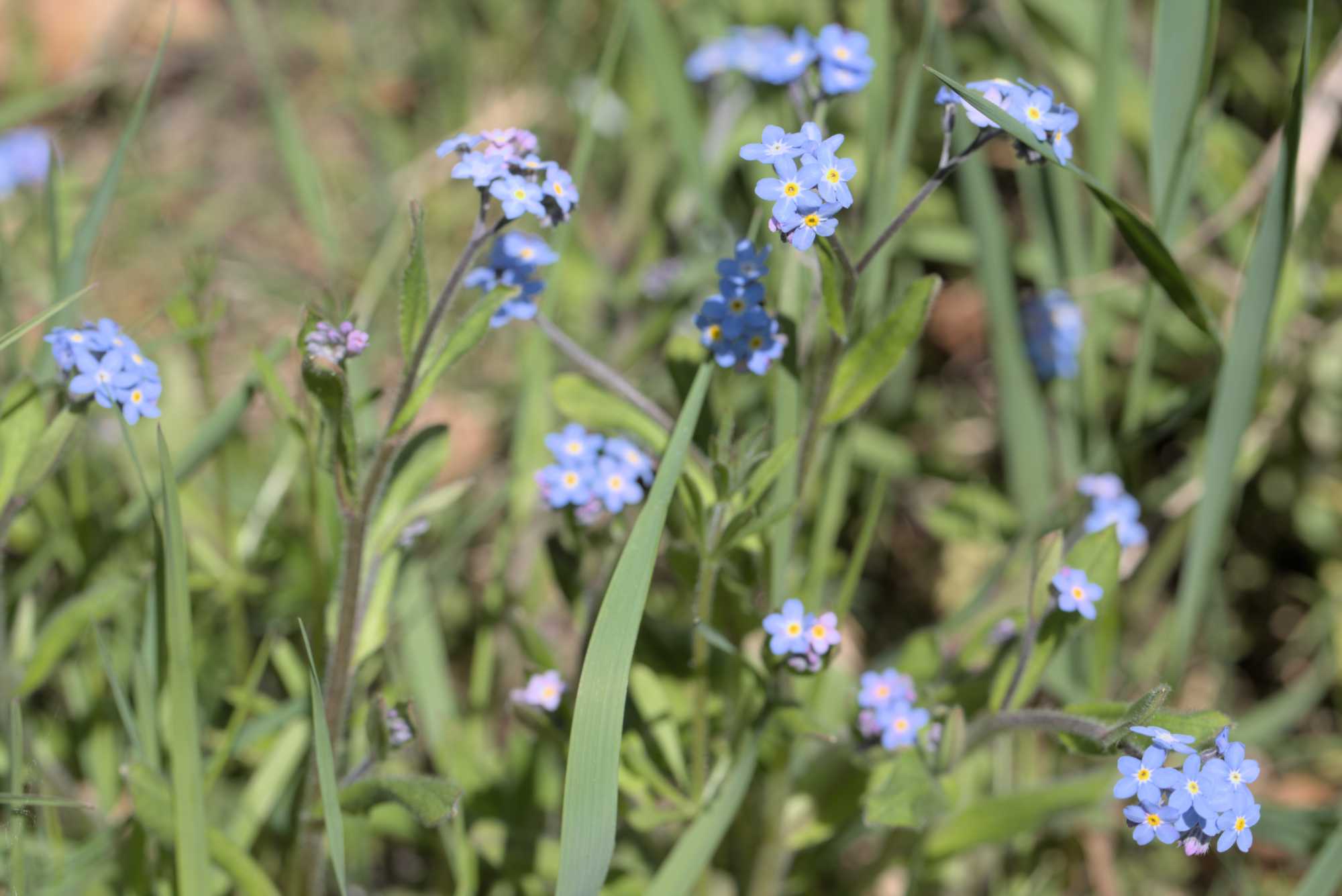 Lokation: Deutschland | Thüringen | Wartburgkreis | Hörselberg-Hainich Kategorien: Habitus, Datum: 09.05.2016