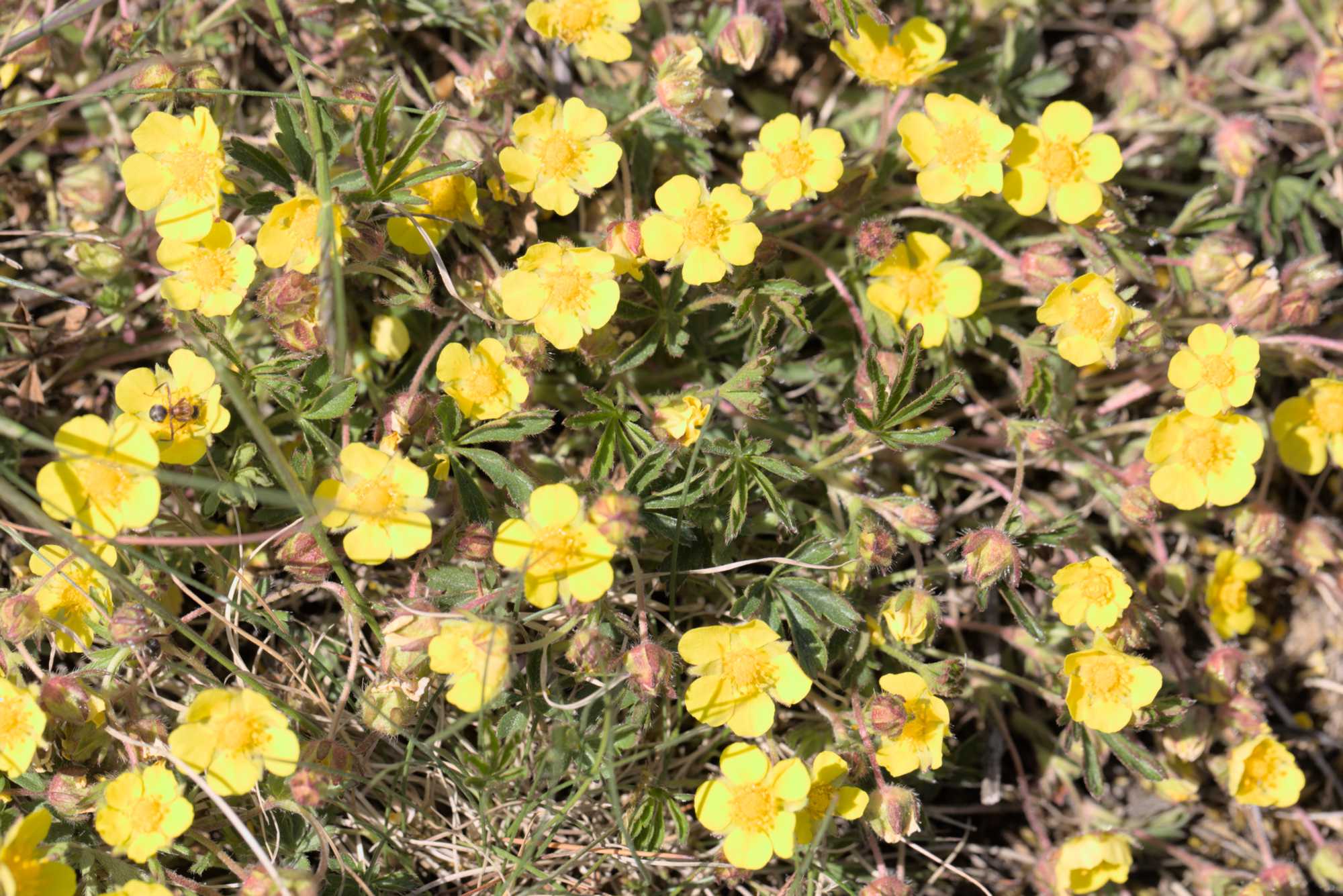 Lokation: Deutschland | Thüringen | Wartburgkreis | Hörselberg-Hainich Kategorien: Habitus, Datum: 09.05.2016