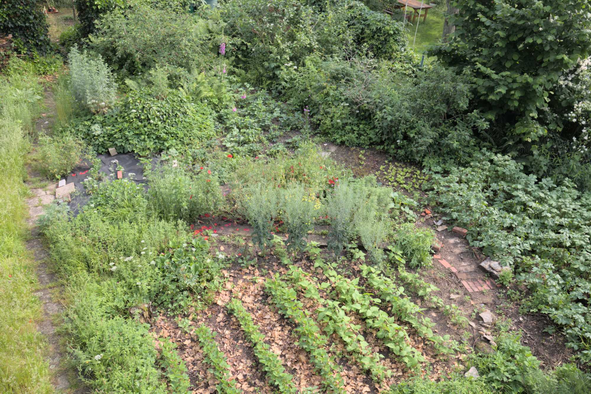 Lokation: Deutschland | Nordrhein-Westfalen | Rheinisch-Bergischer Kreis | Bergisch Gladbach Kategorien: Nutzgarten, Datum: 05.06.2016