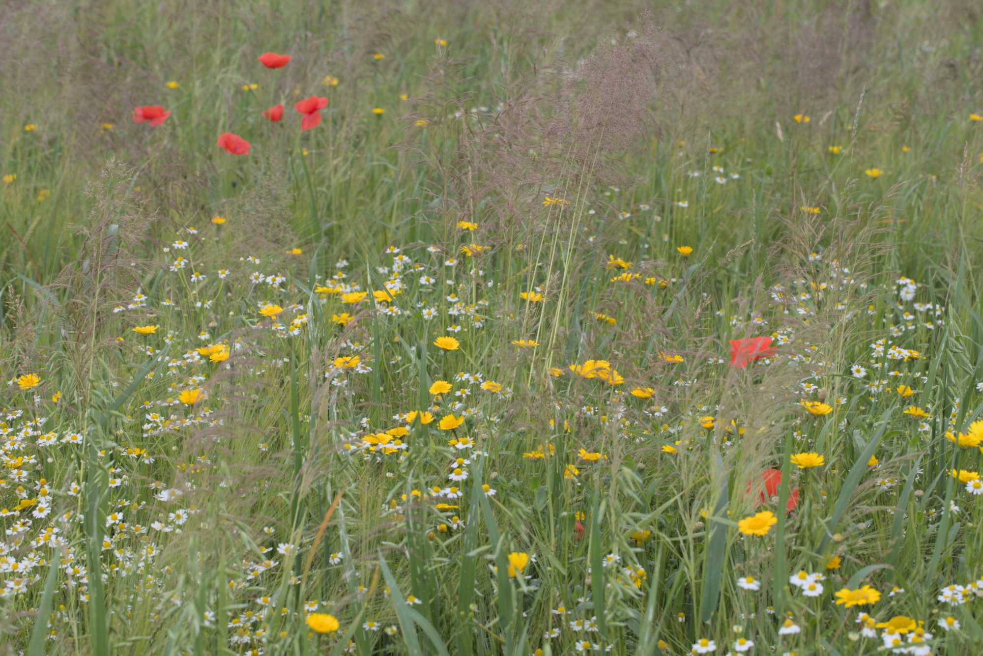 Lokation: Deutschland | Nordrhein-Westfalen | Heinsberg | Wassenberg Kategorien: Vegetation, Datum: 21.06.2016
