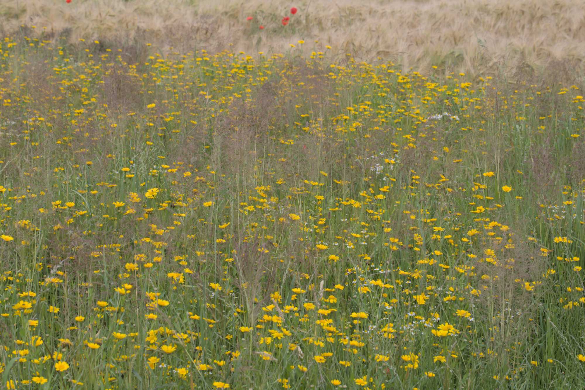 Lokation: Deutschland | Nordrhein-Westfalen | Heinsberg | Wassenberg Kategorien: Vegetation, Datum: 21.06.2016