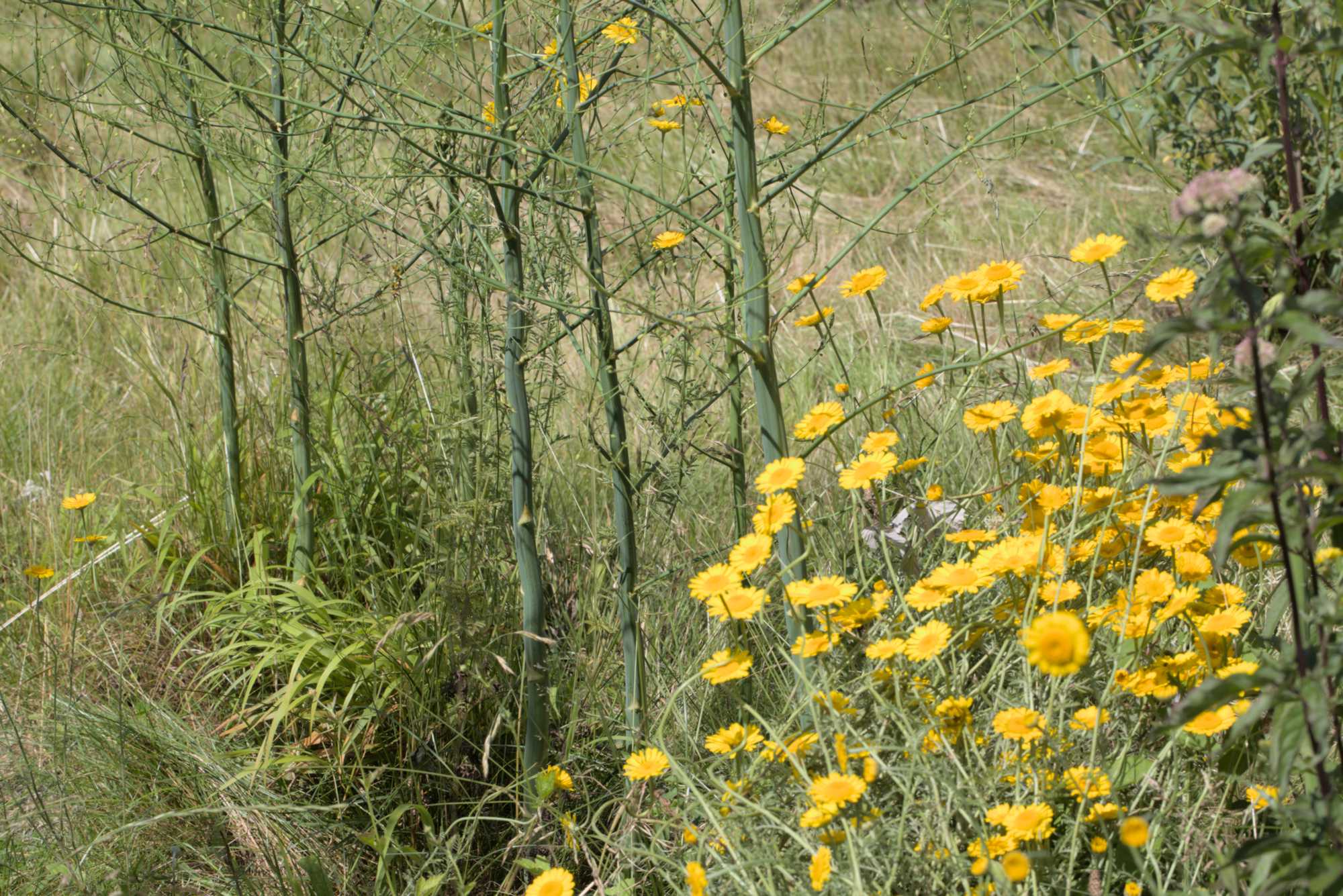 Lokation: Deutschland | Nordrhein-Westfalen | Rheinisch-Bergischer Kreis | Bergisch Gladbach Kategorien: Nutzgarten, Datum: 26.06.2016